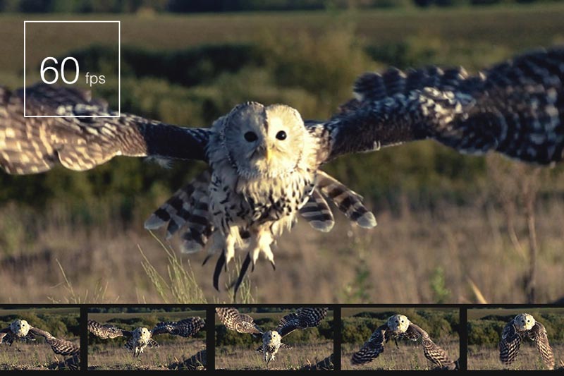 Image of owl being captured 60fps